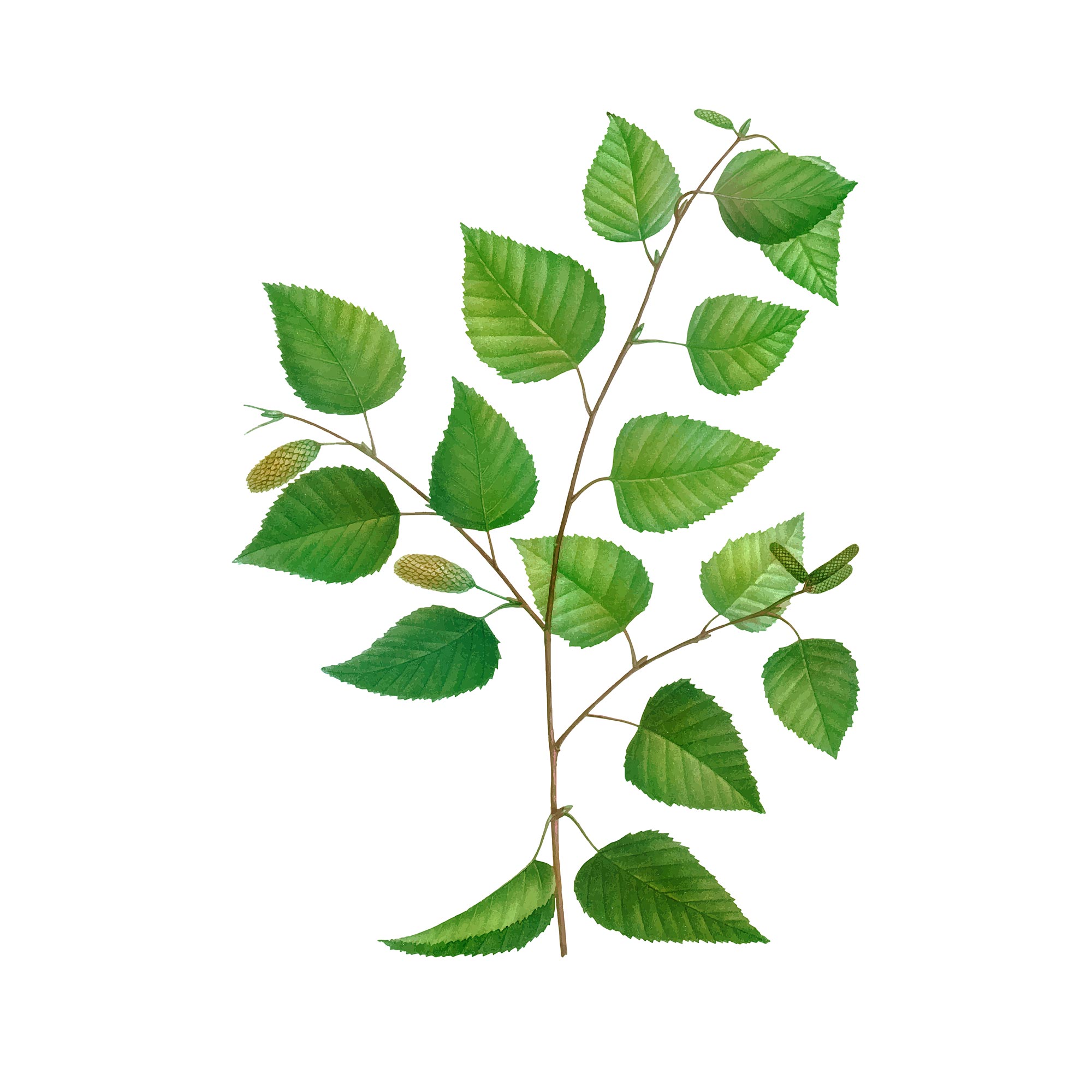 Экстракт листьев лещины Live Extract, купить от производителя «Травы Байкала» оптом